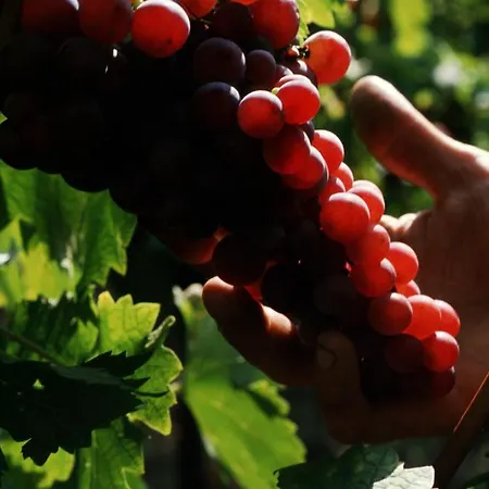 酒店 城堡酒店 3*