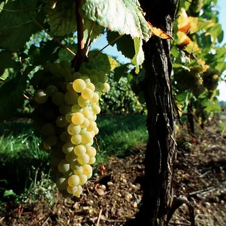 城堡酒店 酒店 3*